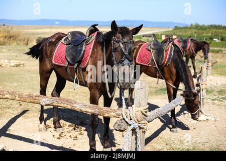 Pferde mit Sätteln an Holzpfählen an einem heißen Sommertag zur Unterhaltung der Touristen gebunden Stockfoto