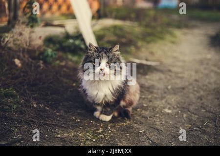 Eine heimatlose, flauschige Dorfkatze sitzt auf einem Pfad neben Nebengebäuden Stockfoto