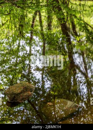 Teile untergetauchte Steine und abstrakte Baumreflexe im Fluss Wharfe in Strid Wood Bolton Abbey North Yorkshire England Stockfoto