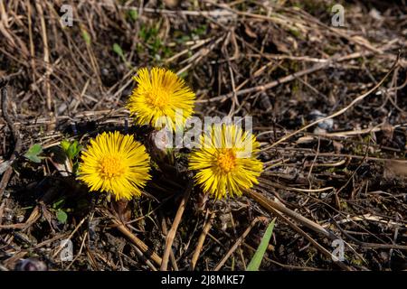 Tussilago fara blüht in Jøa, Trøndelag, Norwegen. Eine der ersten Blumen, die im Frühjahr aufblühen. Stockfoto