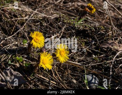 Tussilago fara blüht in Jøa, Trøndelag, Norwegen. Eine der ersten Blumen, die im Frühjahr aufblühen. Stockfoto