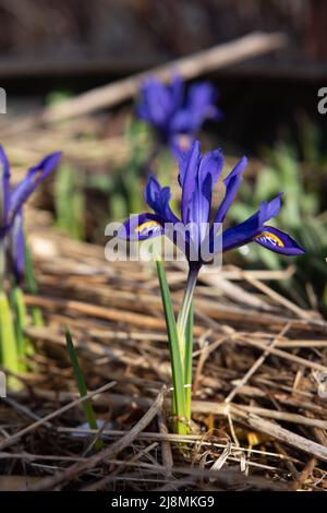 Iris reticulata 'Harmony' blüht im späten Winter/frühen Frühjahr. Es fällt mit seiner lebendigen und klaren blauen Farbe auf. Stockfoto