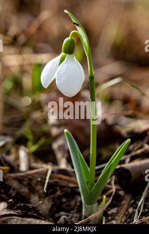 Großer Schneeglöckchen, Galanthus elwesii, blühend in Brønnøysund Norwegen. Eine der ersten Blüten, die im späten Winter/frühen Frühling ausbrechen. Stockfoto