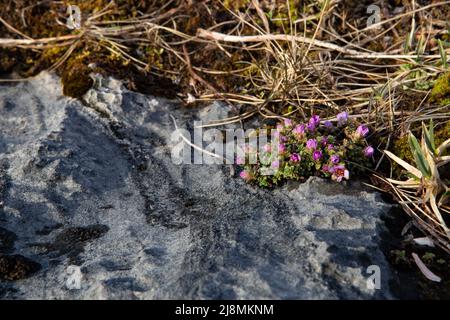 Purpursaxifrage, Saxifraga oppositifolia, in Brønnøysund, Norwegen. Dieser früh blühende Alpen gedeiht in kalten Klimazonen der nördlichen Hemisphäre. Stockfoto