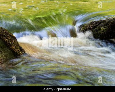 Farbenfrohe Frühlingsbelaubung spiegelt sich im Fluss Wharfe direkt über dem Strid in Strid Wood Bolton Abbey Yorkshire England Stockfoto