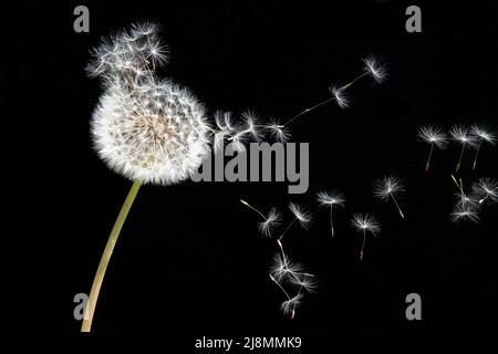 Löchenkugel mit fliegenden Samen auf schwarzem Hintergrund Stockfoto