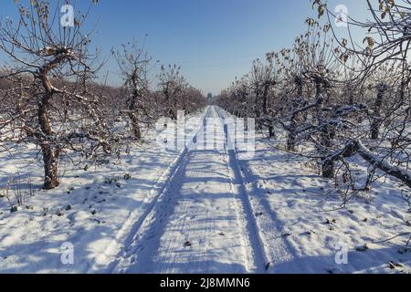 Straße im Apfelgarten im Dorf Rogow im Kreis Brzeziny, Woiwodschaft Lodzkie in Polen Stockfoto