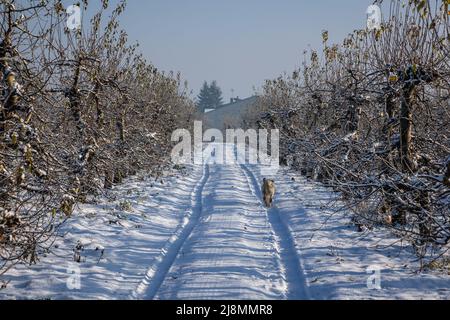 Straße im Apfelgarten im Dorf Rogow im Kreis Brzeziny, Woiwodschaft Lodzkie in Polen Stockfoto