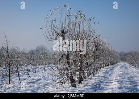 Apfelgarten im Dorf Rogow im Kreis Brzeziny, Woiwodschaft Lodzkie in Polen Stockfoto