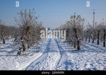 Straße im Apfelgarten im Dorf Rogow im Kreis Brzeziny, Woiwodschaft Lodzkie in Polen Stockfoto