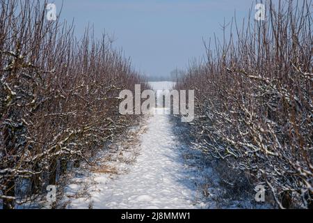 Apfelgarten im Dorf Rogow im Kreis Brzeziny, Woiwodschaft Lodzkie in Polen Stockfoto