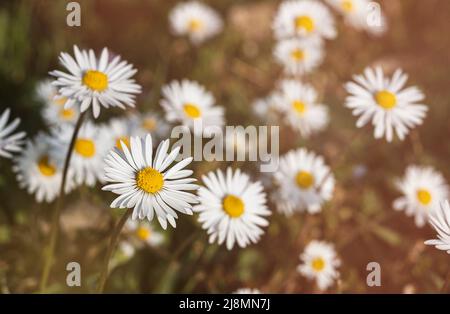 Frische Gänseblümchen auf dem Feld bei Sonnenuntergang Stockfoto