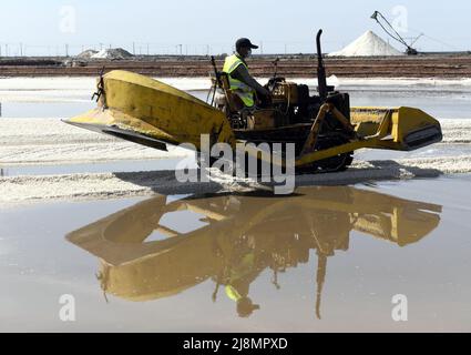 (220517) -- Zhanhua, 17. Mai 2022 (Xinhua) -- Arbeiter ernten Salz in einem Salzfeld der Gemeinde Binhai, Bezirk Zhanhua, Stadt Binzhou in der ostchinesischen Provinz Shandong, 14. Mai 2022. (Xinhua/Fan Changguo) Stockfoto