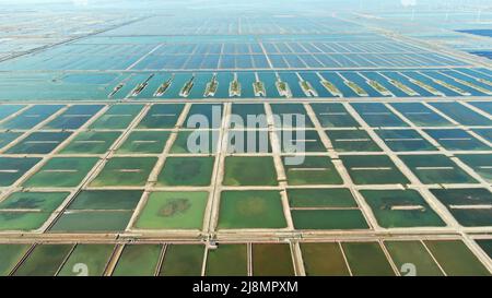 (220517) -- ZHANHUA, 17. Mai 2022 (Xinhua) -- das Foto vom 14. Mai 2022 zeigt Salzfelder in der Gemeinde Binhai, Bezirk Zhanhua, Stadt Binzhou in der ostchinesischen Provinz Shandong. (Xinhua/Fan Changguo) Stockfoto