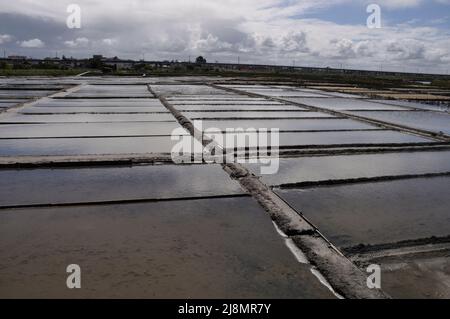 Salzwiesen von Aveiro in Portugal Stockfoto