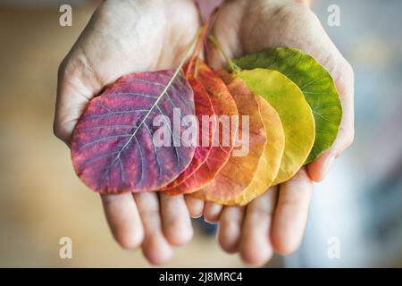 Hält eine Vielzahl von bunten Herbstblättern Stockfoto