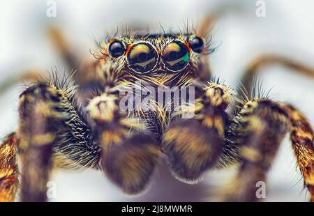 Extreme Vergrößerung - Jumping Spider Portrait, Vorderansicht Stockfoto