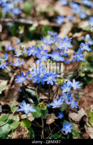 Schneeglöckchen blühen im Frühlingswald, die ersten violetten Blüten blühen Stockfoto