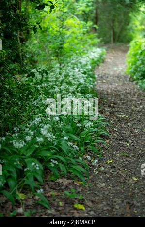 Wilder Knoblauch [Allium ursinum] wächst neben einem Waldweg in der englischen Landschaft. Stockfoto