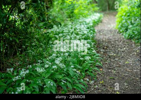 Wilder Knoblauch [Allium ursinum] wächst neben einem Waldweg in der englischen Landschaft. Stockfoto