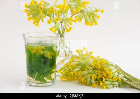 Ein Glas Kuhslip, Primula veris, Tee und frische Kuhslip-Blumen. Stockfoto