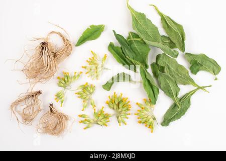 Getrocknete Wurzeln, Blätter und Blüten von gewöhnlichem Kuhslip, Primula veris, isoliert auf weißem Hintergrund, Draufsicht. Stockfoto