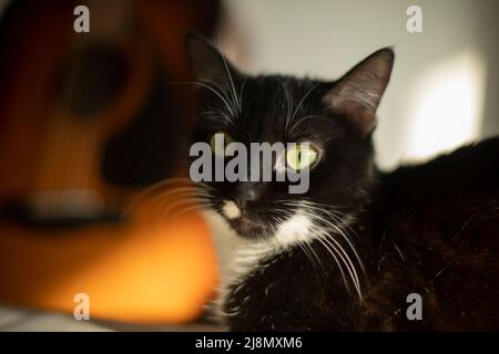 Schwarze Katze mit Gitarre. Porträt eines Haustiers. Warmes Bild der Katze zu Hause. Stockfoto