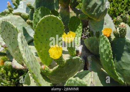 Opuntia-Pflanze in der Stadt Agios Gordios auf einer griechischen Insel Korfu Stockfoto