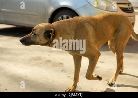 Streunender Hund läuft die Straße hinunter. Animal sucht Besitzer. Verlassene Haustiere. Stockfoto