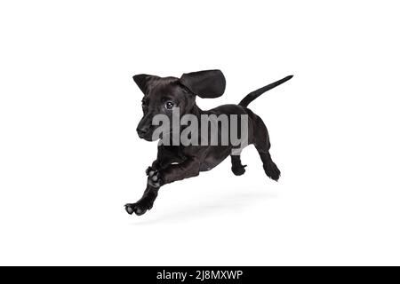 Schöne Welpen von Dackel Hund springen, läuft isoliert auf weißem Studio Hintergrund. Konzept der Bewegung, Haustiere lieben, Tierleben. Stockfoto