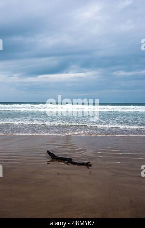 Ein Stück Treibholz liegt am Strand an der Küste von Northumberland. Stockfoto