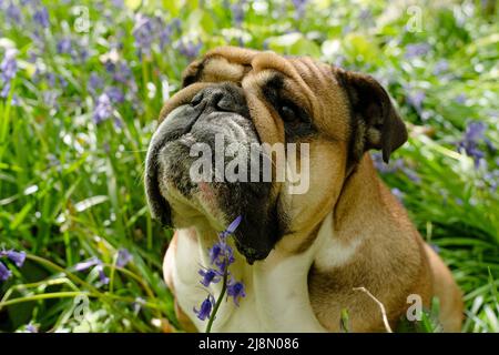 Red English/British Bulldog Dog schaut nach oben, leckt seine Zunge aus und sitzt in den Bluebells am heißen sonnigen Frühlingstag Stockfoto