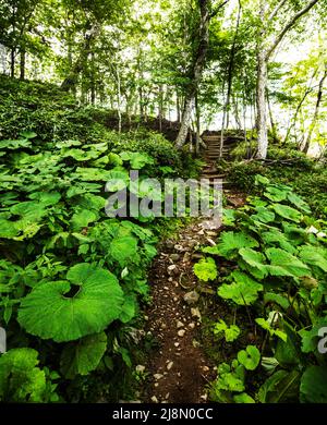 Daisetsu Kogen Onsen Trail, Daisetsuzan National Park, Kamikawa ,Hokkaidō, Japan, Asien Stockfoto