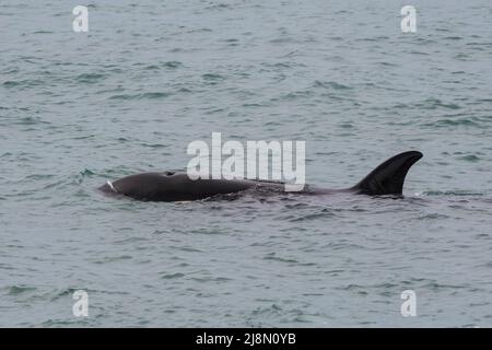 Killerwal-Jagd auf Seelöwen, Peninsula Valdes, Provinz Chubut, Patagonien, Argentinien. Stockfoto