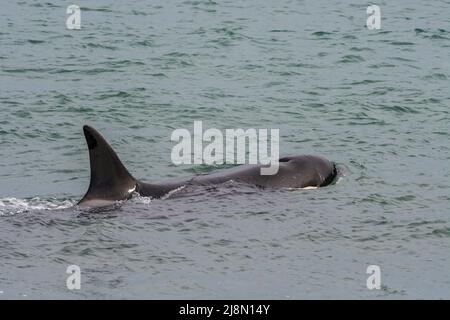 Killerwal-Jagd auf Seelöwen, Peninsula Valdes, Provinz Chubut, Patagonien, Argentinien. Stockfoto