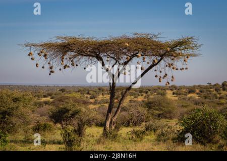 Afrikanischer Baum, der eine Fülle von Vogelnestern trägt Stockfoto