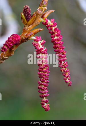 Männliche Blüten von Populus nigra subsp. Betulifolia Stockfoto