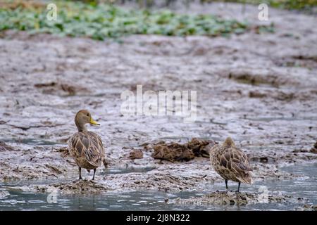 Gelber Pintail (Anas georgica), der auf den trockenen Zweigen eines alten Busches im Regenwald thront. Stockfoto