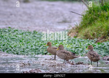 Gelber Pintail (Anas georgica), der auf den trockenen Zweigen eines alten Busches im Regenwald thront. Stockfoto