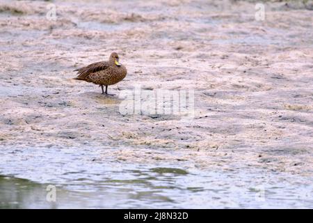 Gelber Pintail (Anas georgica), der auf den trockenen Zweigen eines alten Busches im Regenwald thront. Stockfoto