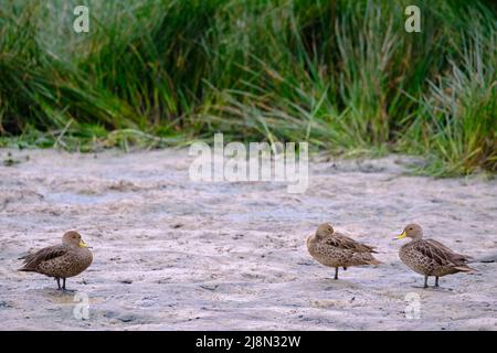 Gelber Pintail (Anas georgica), der auf den trockenen Zweigen eines alten Busches im Regenwald thront. Stockfoto