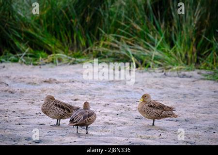 Gelber Pintail (Anas georgica), der auf den trockenen Zweigen eines alten Busches im Regenwald thront. Stockfoto