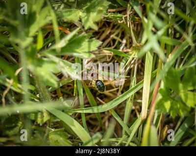 Nahaufnahme des farbenfrohen Weibchen der orangen Biene, Andrena haemorrhoe, die über das Nest fliegt. Stockfoto