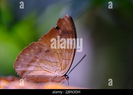 Schöner blauer Morpho-Schmetterling (Morpho sp.) thront mit geschlossenen Flügeln und ausgestreckten Proboscis Stockfoto