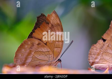 Schöner blauer Morpho-Schmetterling (Morpho sp.) thront mit geschlossenen Flügeln und ausgestreckten Proboscis Stockfoto