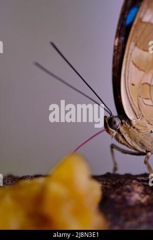 Schöner blauer Morpho-Schmetterling (Morpho sp.) thront mit geschlossenen Flügeln und ausgestreckten Proboscis Stockfoto
