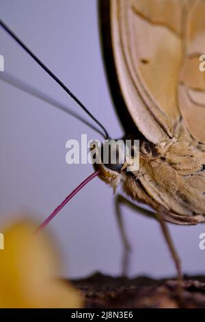 Schöner blauer Morpho-Schmetterling (Morpho sp.) thront mit geschlossenen Flügeln und ausgestreckten Proboscis Stockfoto