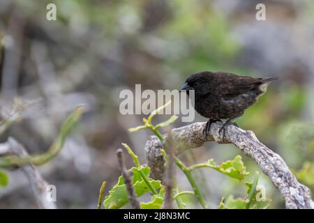 Ecuador; Galapagos; Genovesa Island aka Tower. Endemischer Genovesa-Bodenfink (Geospiza auctirostris) Stockfoto
