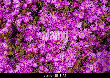 Ein Klumpen von winterharten Eispflanzen blüht und Knospen in der Sonne Stockfoto