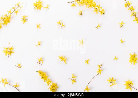 Forsythia Zweige mit gelben Blüten auf weißem Hintergrund bedeckt Stockfoto